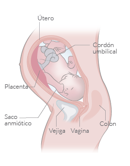 Embarazo semana 38: Placenta y líquido, a examen - Natalben